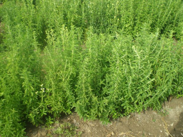 Листья стевии за и против Листья стевии противопоказания