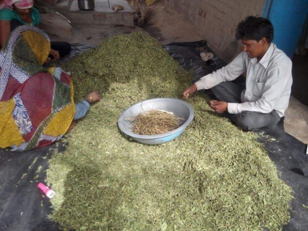 Листья стевии из Индии купить оптом