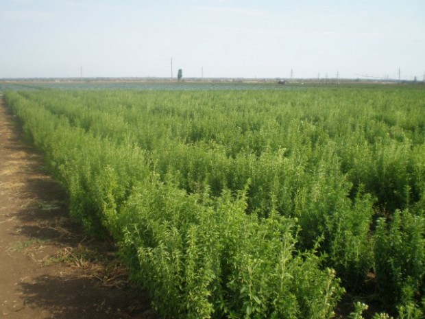 Стевия крымская листья купить оптом