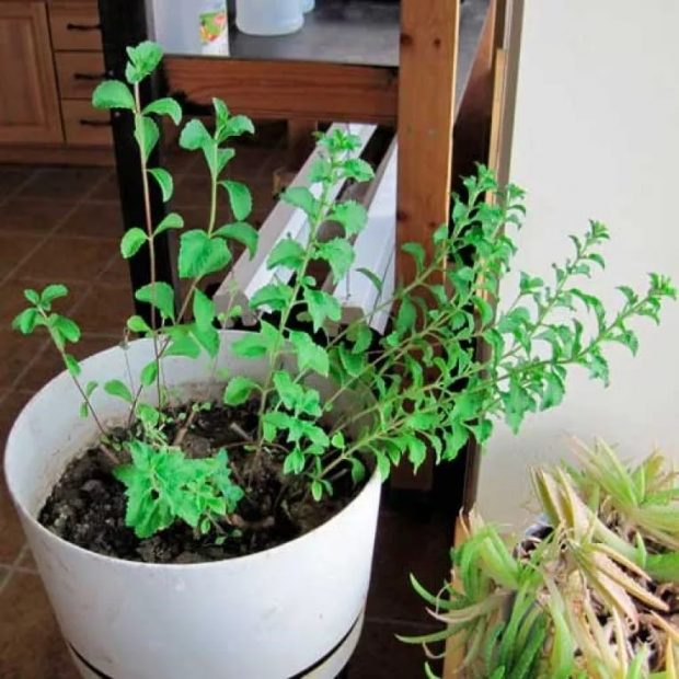 Как выращивать стевию из семян в домашних условиях?