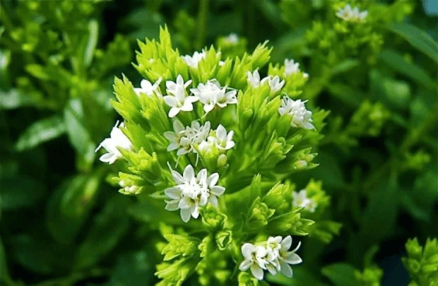 Стевия польза и вред steviya polza i vred 1 - Стевия польза и вред