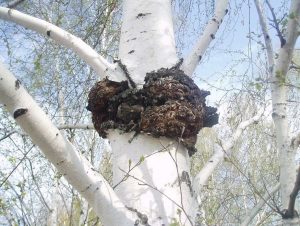 chaga 111 300x226 - Чага березовая: полезные свойства и применение