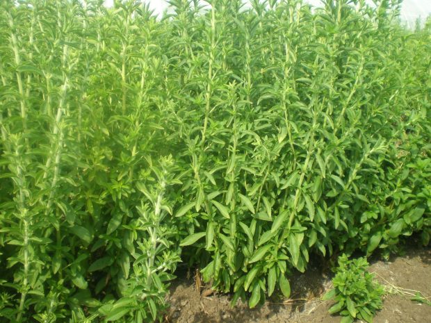 Натуральный сахарозаменитель стевия