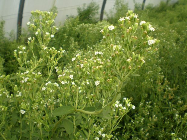 Целительные свойства стевии