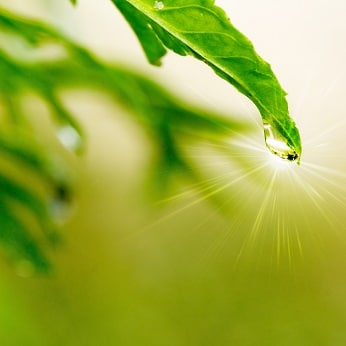 Производство сиропа из стевии