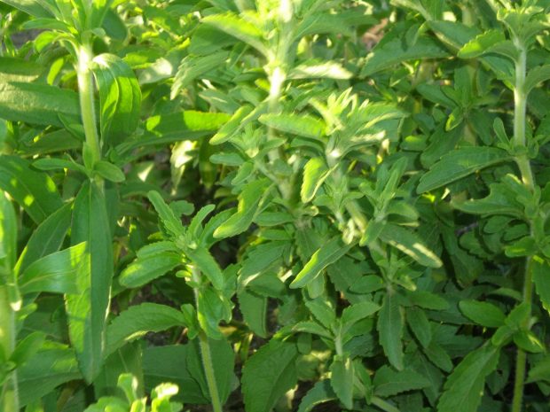 Полезные свойства медовой стевии