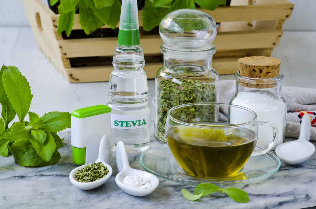 stevia - Лечебные свойства стевии: правильное применение и противопоказания